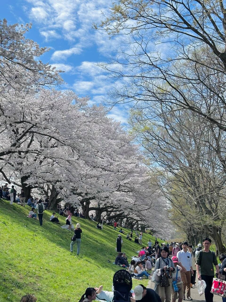15-Day Japan Cherry Blossom Hot Spring Culture Panoramic Tour